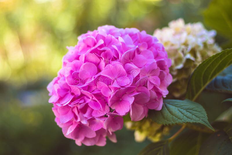 Ρόδινο ανθίζοντας λουλούδι hydrangea στον κήπο στοκ εικόνες με δικαίωμα ελεύθερης χρήσης Ρόδινο ανθίζοντας λουλούδι hydrangea στον κήπο στοκ εικόνες με δικαίωμα ελεύθερης χρήσης