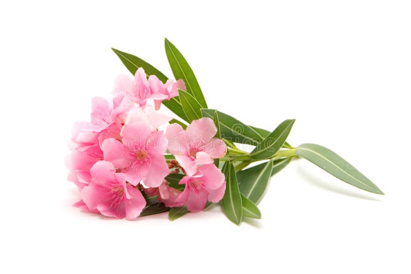 Pink oleander flower on isolated white background. Pink oleander flower on isolated white background