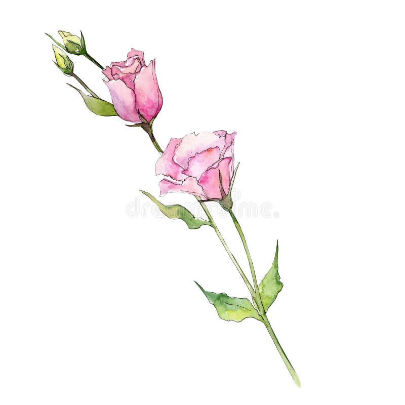 Ρόδινο λουλούδι eustoma Watercolor Floral βοτανικό λουλούδι Απομονωμένο στοιχείο απεικόνισης διανυσματική απεικόνιση