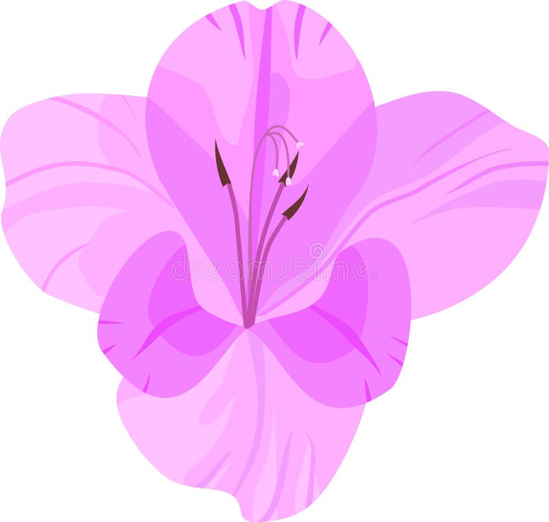 Ρόδινο λουλούδι Gladiolus απεικόνιση αποθεμάτων Ρόδινο λουλούδι Gladiolus απεικόνιση αποθεμάτων