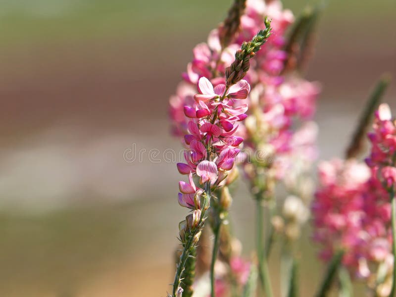 Ρόδινο λουλούδι κοινό sainfoin, viciifolia Onobrychis στοκ εικόνες
