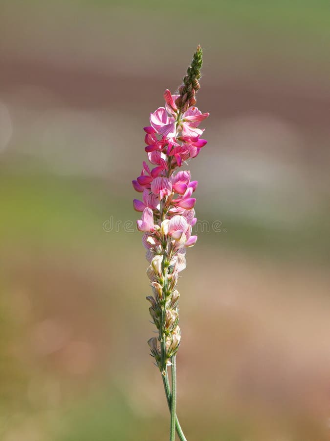 Ρόδινο λουλούδι κοινό sainfoin, viciifolia Onobrychis στοκ εικόνες