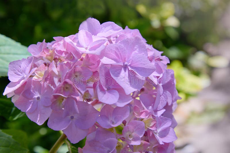 Ρόδινο, μπλε, ιώδες, ιώδες, πορφυρό macrophylla Hydrangea λουλουδιών Hydrangea που ανθίζουν την άνοιξη και καλοκαίρι σε έναν κήπο στοκ φωτογραφία με δικαίωμα ελεύθερης χρήσης Ρόδινο, μπλε, ιώδες, ιώδες, πορφυρό macrophylla Hydrangea λουλουδιών Hydrangea που ανθίζουν την άνοιξη και καλοκαίρι σε έναν κήπο στοκ φωτογραφία με δικαίωμα ελεύθερης χρήσης