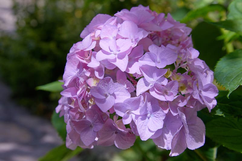 Ρόδινο, μπλε, ιώδες, ιώδες, πορφυρό macrophylla Hydrangea λουλουδιών Hydrangea που ανθίζουν την άνοιξη και καλοκαίρι σε έναν κήπο στοκ εικόνα με δικαίωμα ελεύθερης χρήσης Ρόδινο, μπλε, ιώδες, ιώδες, πορφυρό macrophylla Hydrangea λουλουδιών Hydrangea που ανθίζουν την άνοιξη και καλοκαίρι σε έναν κήπο στοκ εικόνα με δικαίωμα ελεύθερης χρήσης