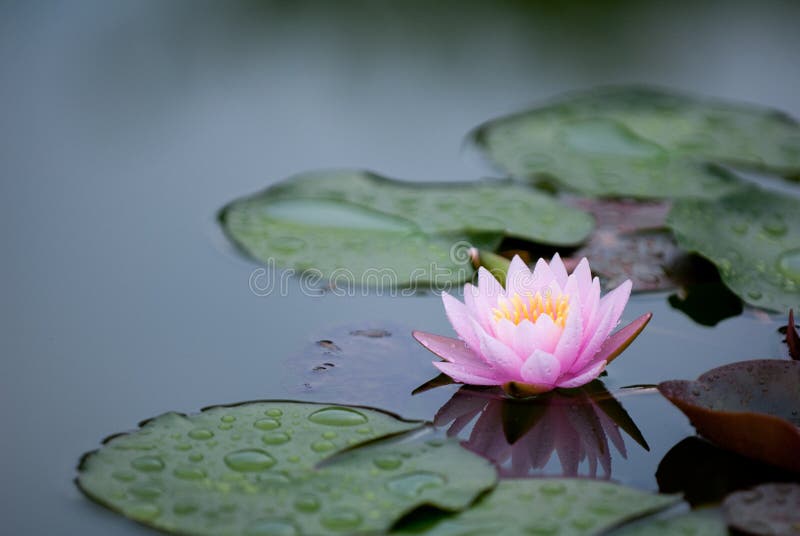 Single pink water lily with reflection. Single pink water lily with reflection
