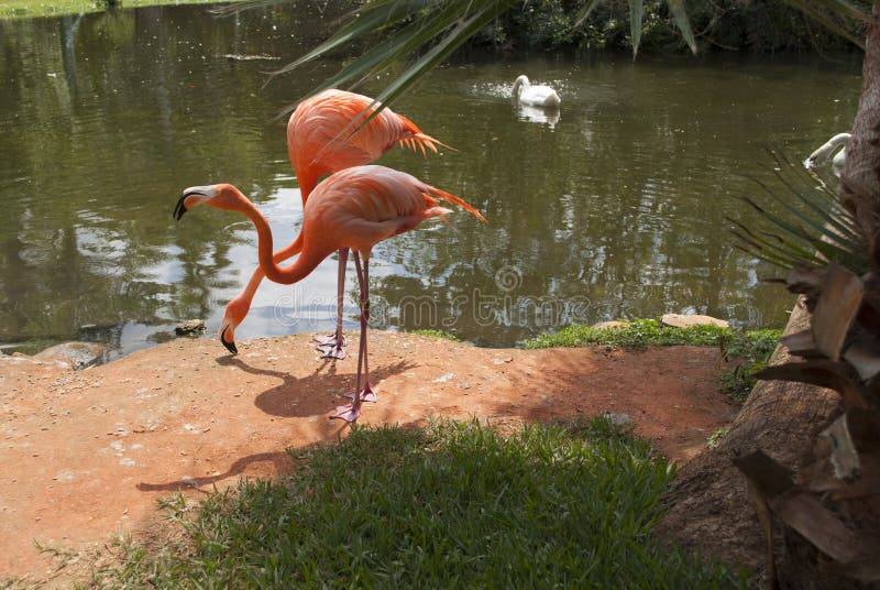 Lake in a tropical garden with 2 pink flamingos. Sarasota jungle garden, Florida. Lake in a tropical garden with 2 pink flamingos. Sarasota jungle garden, Florida
