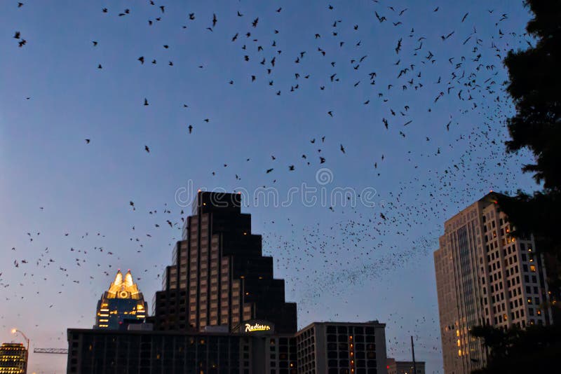 Large swarms of bats over downtown Austin, after leaving their roosts under Austin's Congress Avenue Bridge. They do so every evening at sunset to feed on insects. An estimated 750.000 to 1.5 million bats make up this urban colony. In spring, summer and early fall, the nightly fly-out is a tourist attraction in the Texas State Capital, with people lining the bridge's sidewalk, a viewing park below it and on boats on Lady Bird Lake. Large swarms of bats over downtown Austin, after leaving their roosts under Austin's Congress Avenue Bridge. They do so every evening at sunset to feed on insects. An estimated 750.000 to 1.5 million bats make up this urban colony. In spring, summer and early fall, the nightly fly-out is a tourist attraction in the Texas State Capital, with people lining the bridge's sidewalk, a viewing park below it and on boats on Lady Bird Lake.