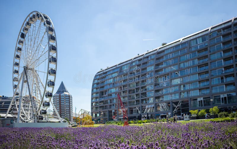 Ρότερνταμ, Κάτω Χώρες Markthal Ρόδα Ferris και lavenders άνθιση στοκ φωτογραφίες με δικαίωμα ελεύθερης χρήσης Ρότερνταμ, Κάτω Χώρες Markthal Ρόδα Ferris και lavenders άνθιση στοκ φωτογραφίες με δικαίωμα ελεύθερης χρήσης