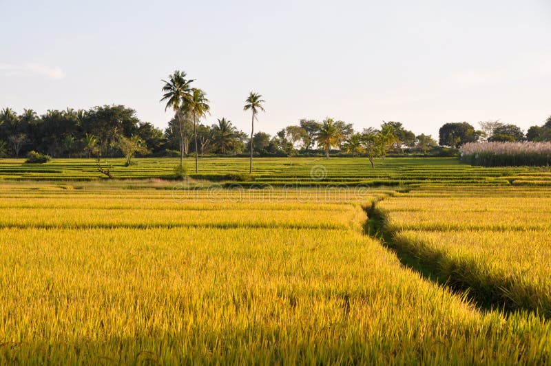 Rice field in Karnataka, India. Rice field in Karnataka, India