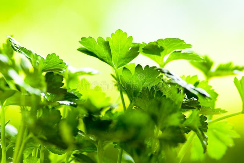 Leaves of celery on green fund. Leaves of celery on green fund