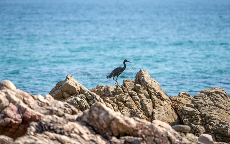 σήμα υφάλου ειρηνικού στοκ εικόνες