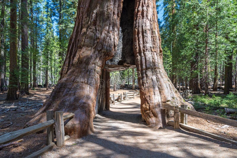 Σήραγγα μέσω ενός γιγαντιαίου sequoia δέντρου, Sequoia εθνικό δρυμός στοκ εικόνες Σήραγγα μέσω ενός γιγαντιαίου sequoia δέντρου, Sequoia εθνικό δρυμός στοκ εικόνες