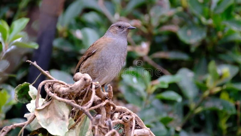 Σίτιση Dunnock στον αστικό κήπο σπιτιών