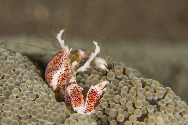 Neopetrolisthes ohshimai porcelain crab on the anemone. Neopetrolisthes ohshimai porcelain crab on the anemone