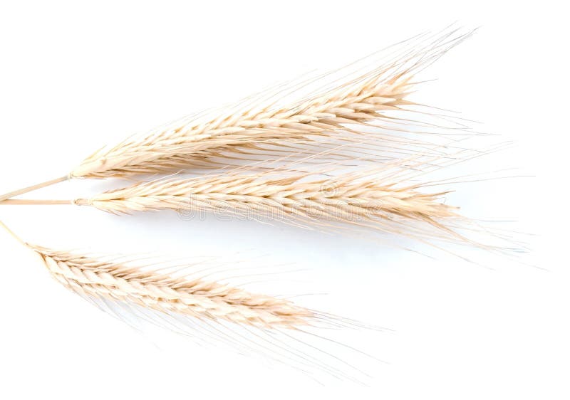 Wheat or barley ears isolated on white. Wheat or barley ears isolated on white