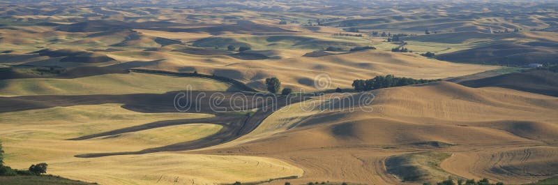 Wheat and Barley in S.E. Washington. Wheat and Barley in S.E. Washington