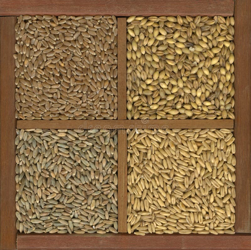 4 cereal grains in a rustic wooden box or drawer, clockwise from upper left - red hard winter wheat, barley, oats, rye. 4 cereal grains in a rustic wooden box or drawer, clockwise from upper left - red hard winter wheat, barley, oats, rye