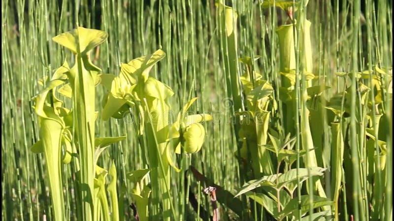 Σαρκοφάγες εγκαταστάσεις Sarracenia