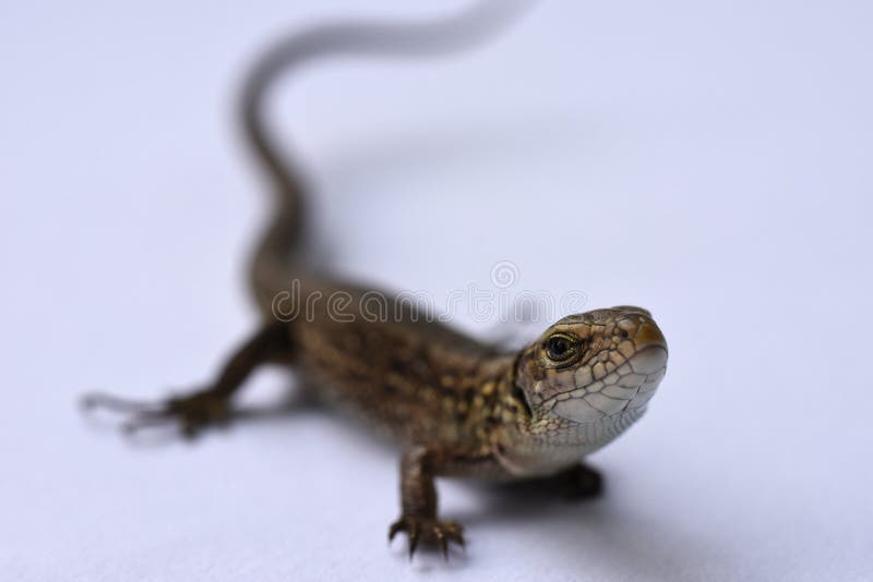 Σαύρα, αρπακτικό ζώο, κυνήγι, ερπετά, salamander, αγαθά δέρματος, κυνήγι, δέρμα προβλήματος, μεταβαλλόμενη εμφάνιση, αυξανόμενα μ στοκ φωτογραφίες Σαύρα, αρπακτικό ζώο, κυνήγι, ερπετά, salamander, αγαθά δέρματος, κυνήγι, δέρμα προβλήματος, μεταβαλλόμενη εμφάνιση, αυξανόμενα μ στοκ φωτογραφίες
