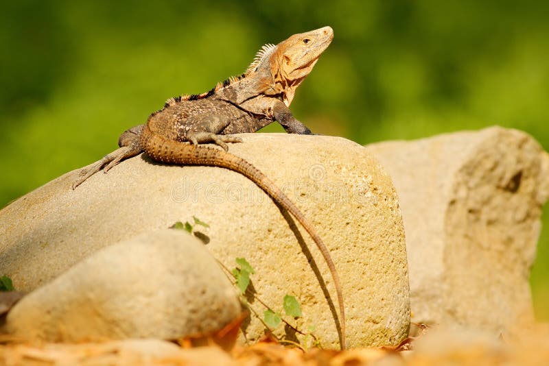 Σαύρα μαύρο Iguana, similis Ctenosaura, που κάθεται στην πέτρα Ζωική σκηνή άγριας φύσης από τη φύση Ζώο στη Κόστα Ρίκα Πνεύμα θερ στοκ φωτογραφία με δικαίωμα ελεύθερης χρήσης Σαύρα μαύρο Iguana, similis Ctenosaura, που κάθεται στην πέτρα Ζωική σκηνή άγριας φύσης από τη φύση Ζώο στη Κόστα Ρίκα Πνεύμα θερ στοκ φωτογραφία με δικαίωμα ελεύθερης χρήσης