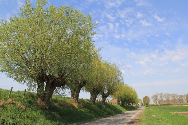 σειρά γύρων willos κατά μήκος ενός δρόμου στην ολλανδική επαρχία την άνοιξη