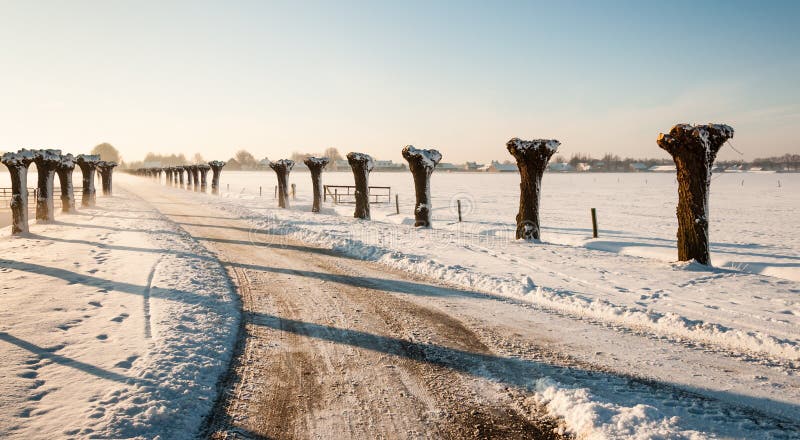 Σειρές των ιτιών κλαδεμένων δέντρων κατά μήκος μιας εθνικής οδού το χειμώνα