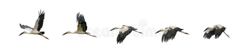 σετ ιπτάμενων ασιατικών πτηνών openbill στοκ φωτογραφία με δικαίωμα ελεύθερης χρήσης
