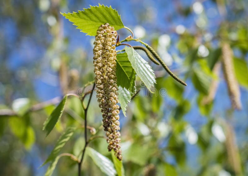 Σημύδα catkins σε ένα υπόβαθρο άνοιξη κινηματογραφήσεων σε πρώτο πλάνο κλάδων στοκ φωτογραφίες με δικαίωμα ελεύθερης χρήσης Σημύδα catkins σε ένα υπόβαθρο άνοιξη κινηματογραφήσεων σε πρώτο πλάνο κλάδων στοκ φωτογραφίες με δικαίωμα ελεύθερης χρήσης