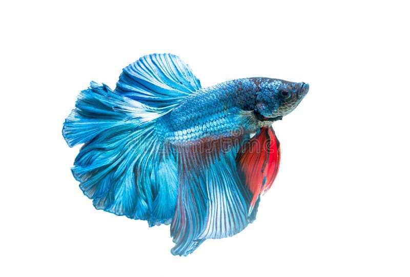 Σιαμέζα ψάρια πάλης, betta splendens που απομονώνεται στοκ εικόνες με δικαίωμα ελεύθερης χρήσης Σιαμέζα ψάρια πάλης, betta splendens που απομονώνεται στοκ εικόνες με δικαίωμα ελεύθερης χρήσης