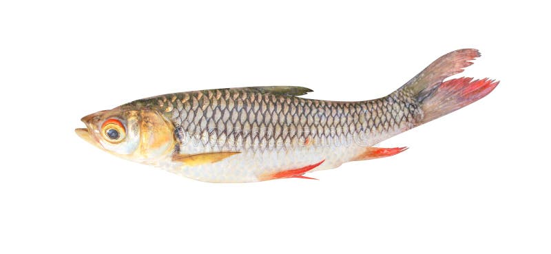 Σιαμέζο κυπρίνος λάσπης ή siamensis henicorhynchus που απομονώνεται στο άσπρο υπόβαθρο με το ψαλίδισμα της πορείας, του γλυκού νε στοκ εικόνα Σιαμέζο κυπρίνος λάσπης ή siamensis henicorhynchus που απομονώνεται στο άσπρο υπόβαθρο με το ψαλίδισμα της πορείας, του γλυκού νε στοκ εικόνα
