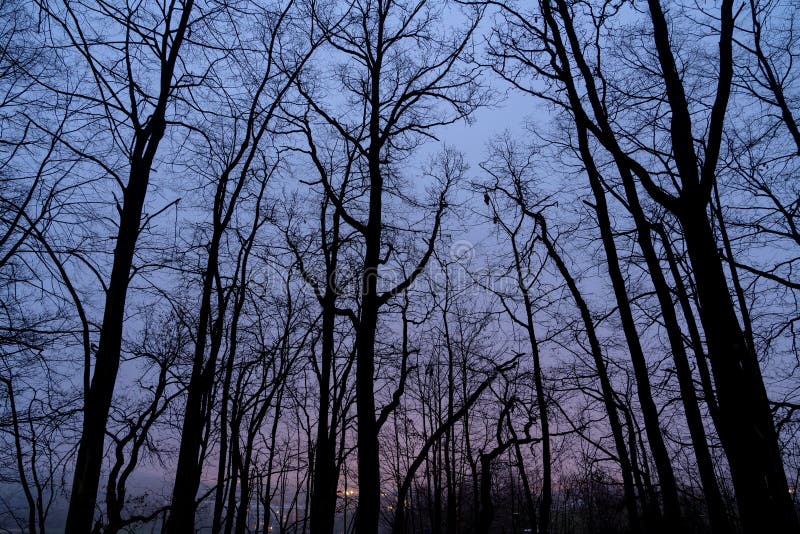 σιλουέτες δέντρων στο νυχτερινό πάρκο