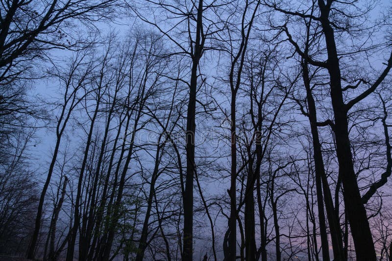 σιλουέτες δέντρων στο νυχτερινό πάρκο