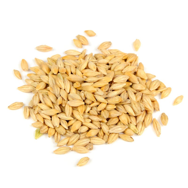 A pile of barley grains isolated on a white background. A pile of barley grains isolated on a white background