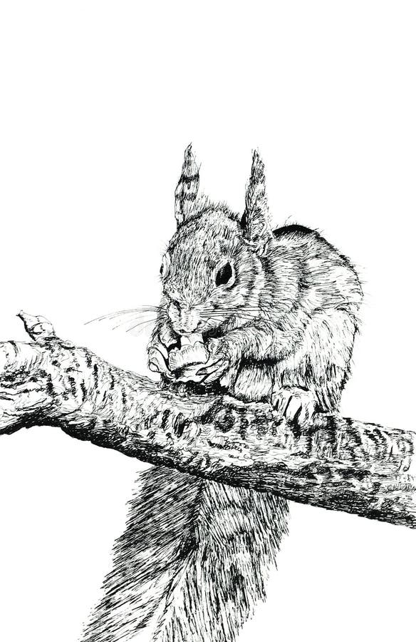 Hand drawn illustration in pen and ink of a squirrel eating a nut, set against a white background. Illustration by marilyna. Hand drawn illustration in pen and ink of a squirrel eating a nut, set against a white background. Illustration by marilyna.