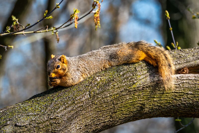 Squirrel lounging on a tree trunk beneath Spring buds in sunlight eating a nut. Squirrel lounging on a tree trunk beneath Spring buds in sunlight eating a nut.