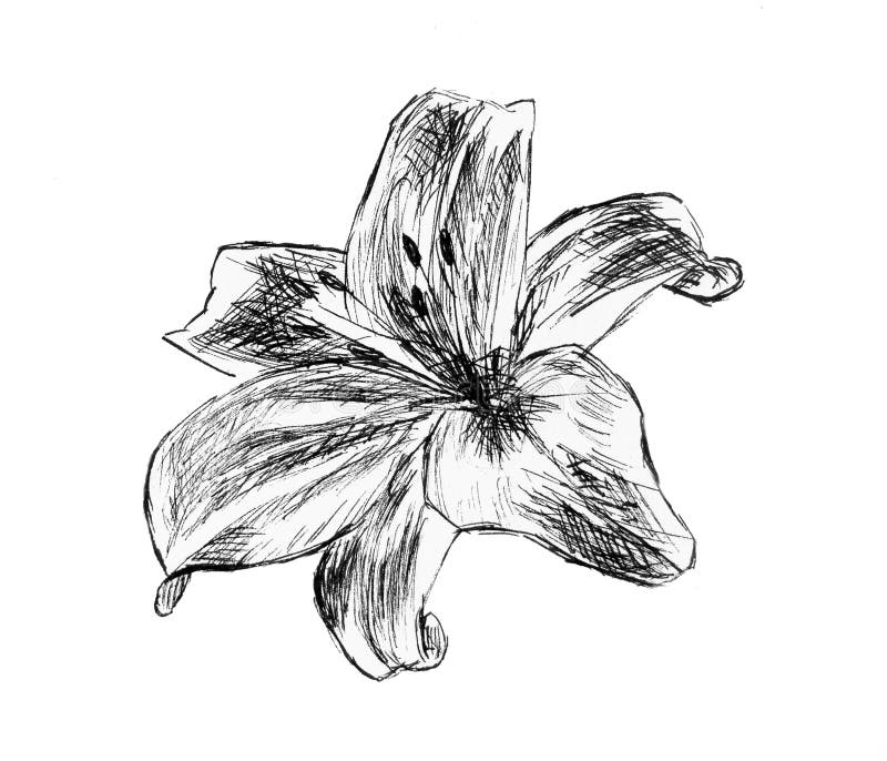 Sketch of a lily flower close-up on a white background. Sketch of a lily flower close-up on a white background