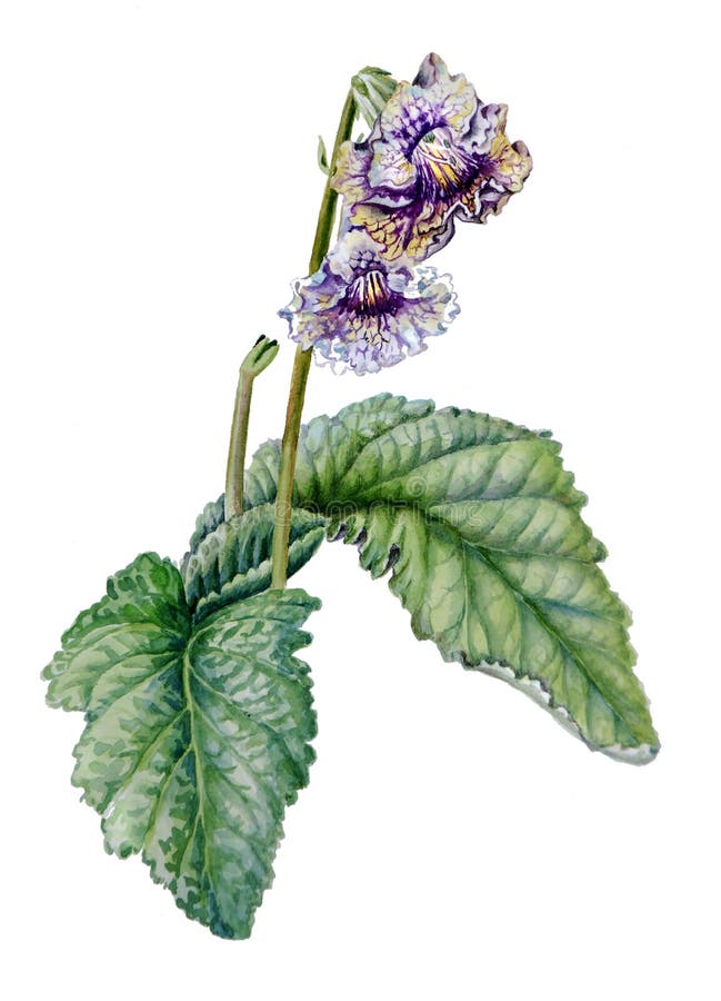 Σκίτσο με χρώμα νερού του λουλουδιού streptocarpus με άνθη και φύλλα απομονωμένα σε λευκό φόντο στοκ εικόνες με δικαίωμα ελεύθερης χρήσης Σκίτσο με χρώμα νερού του λουλουδιού streptocarpus με άνθη και φύλλα απομονωμένα σε λευκό φόντο στοκ εικόνες με δικαίωμα ελεύθερης χρήσης