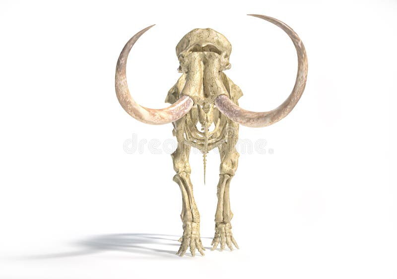 Σκελετός Wooly mammoth, ρεαλιστική απεικόνιση 3d, εμπρόσθια όψη διανυσματική απεικόνιση Σκελετός Wooly mammoth, ρεαλιστική απεικόνιση 3d, εμπρόσθια όψη διανυσματική απεικόνιση