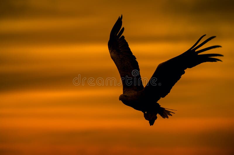 A male White-tailed Eagle in silhouette against the sunset sky, flies back to the nest with a final catch of the day to feed his growing chicks with. Droplets of water can be seen trailing behind the catch. A male White-tailed Eagle in silhouette against the sunset sky, flies back to the nest with a final catch of the day to feed his growing chicks with. Droplets of water can be seen trailing behind the catch.