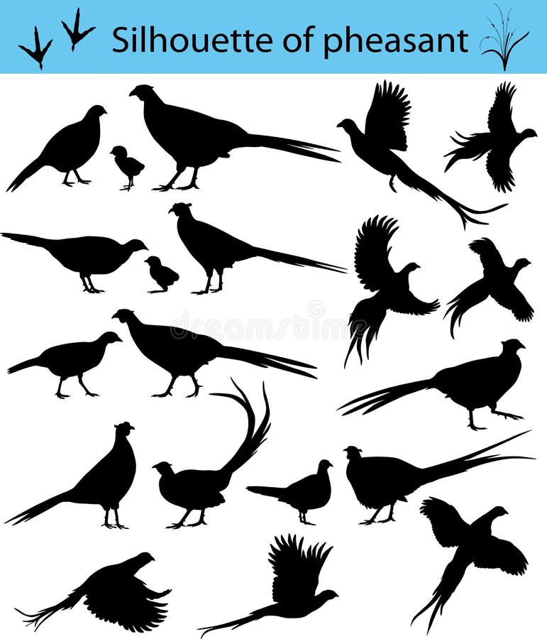 Collection of silhouettes of common pheasants. Collection of silhouettes of common pheasants