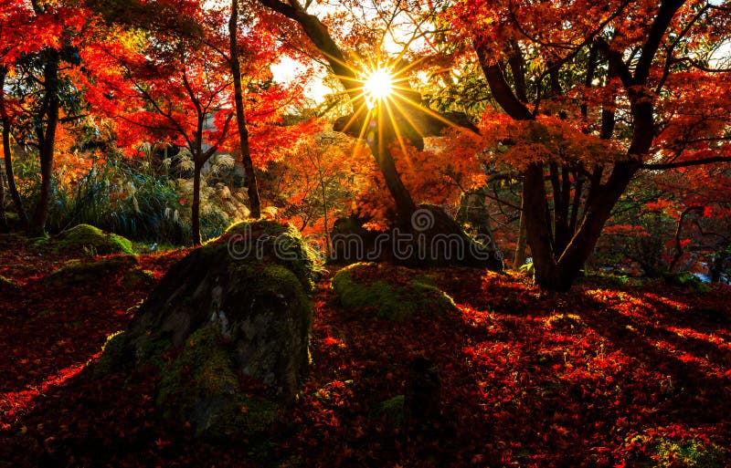 Silhouette of autumn leaf with sun flare in Eikando temple, Kyoto, Japan. Silhouette of autumn leaf with sun flare in Eikando temple, Kyoto, Japan