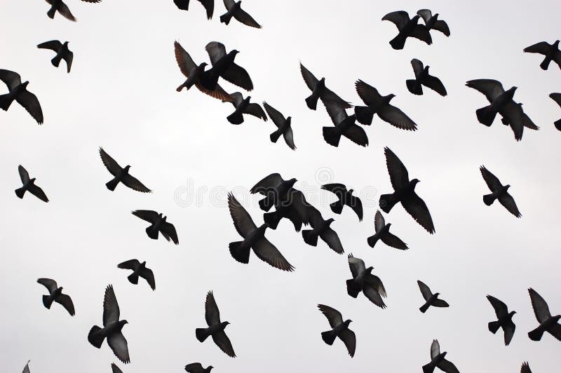 Silhouettes of flying birds in black and white. Silhouettes of flying birds in black and white