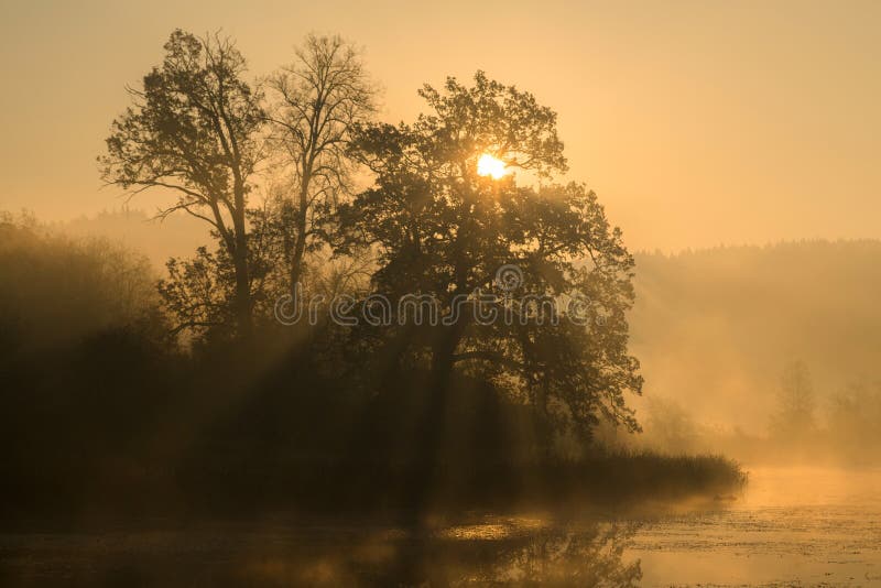 Σκιαγραφίες των δέντρων σε ένα misty ομιχλώδες πρωί με το comi ακτίνων ήλιων στοκ φωτογραφίες με δικαίωμα ελεύθερης χρήσης Σκιαγραφίες των δέντρων σε ένα misty ομιχλώδες πρωί με το comi ακτίνων ήλιων στοκ φωτογραφίες με δικαίωμα ελεύθερης χρήσης