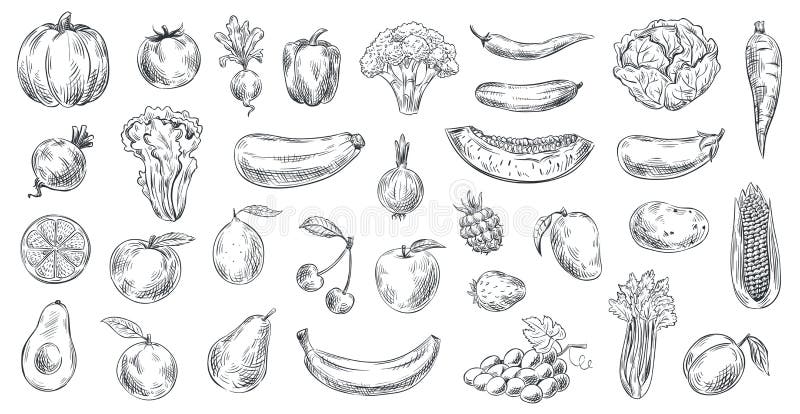 Sketched vegetables and fruits. Hand drawn organic food, engraving vegetable and fruit sketch. Healthy fresh vegetarian or vegan foods doodle. Vector illustration isolated symbols set. Sketched vegetables and fruits. Hand drawn organic food, engraving vegetable and fruit sketch. Healthy fresh vegetarian or vegan foods doodle. Vector illustration isolated symbols set