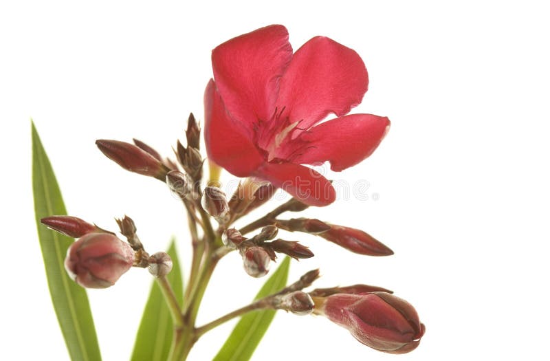 Hardy red oleander flowers; isolated on white background. Hardy red oleander flowers; isolated on white background