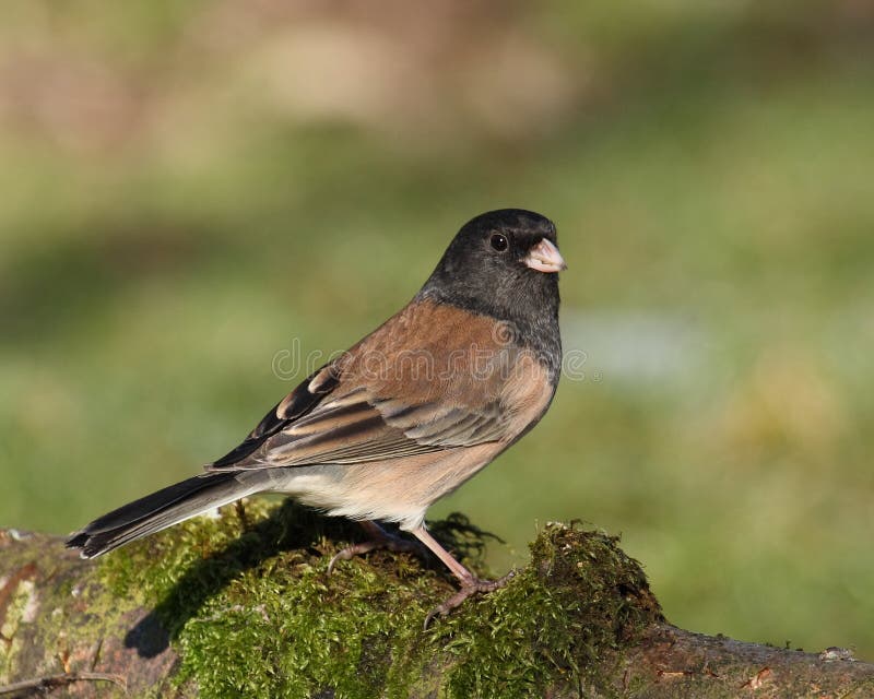 σκοτεινό eyed junco στοκ φωτογραφίες σκοτεινό eyed junco στοκ φωτογραφίες