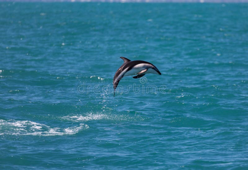 Σκοτεινό obscurus Lagenorhynchus δελφινιών που πηδά από το νερό κοντά σε Kaikoura, Νέα Ζηλανδία στοκ εικόνες με δικαίωμα ελεύθερης χρήσης Σκοτεινό obscurus Lagenorhynchus δελφινιών που πηδά από το νερό κοντά σε Kaikoura, Νέα Ζηλανδία στοκ εικόνες με δικαίωμα ελεύθερης χρήσης