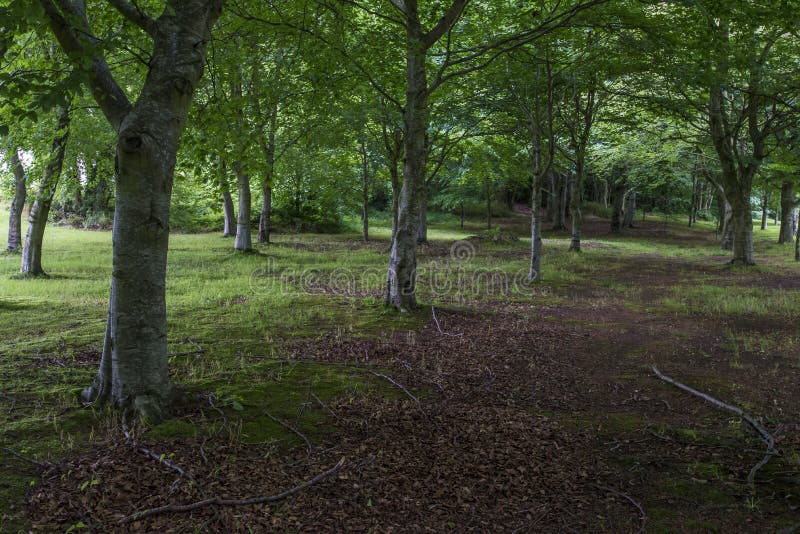 Σκοτεινό δάσος στην Ιρλανδία, Wicklow στοκ φωτογραφία με δικαίωμα ελεύθερης χρήσης Σκοτεινό δάσος στην Ιρλανδία, Wicklow στοκ φωτογραφία με δικαίωμα ελεύθερης χρήσης