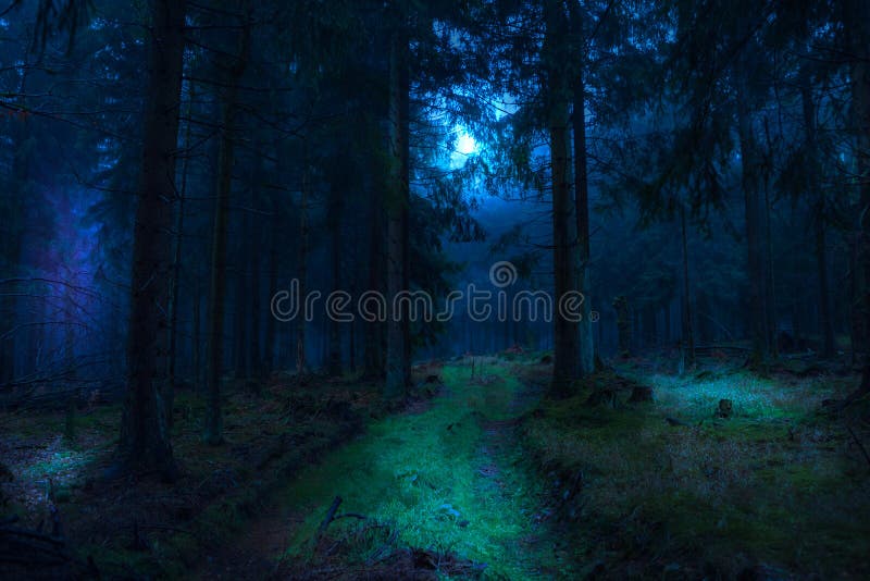 Foggy evergreen forest at night time. Foggy evergreen forest at night time