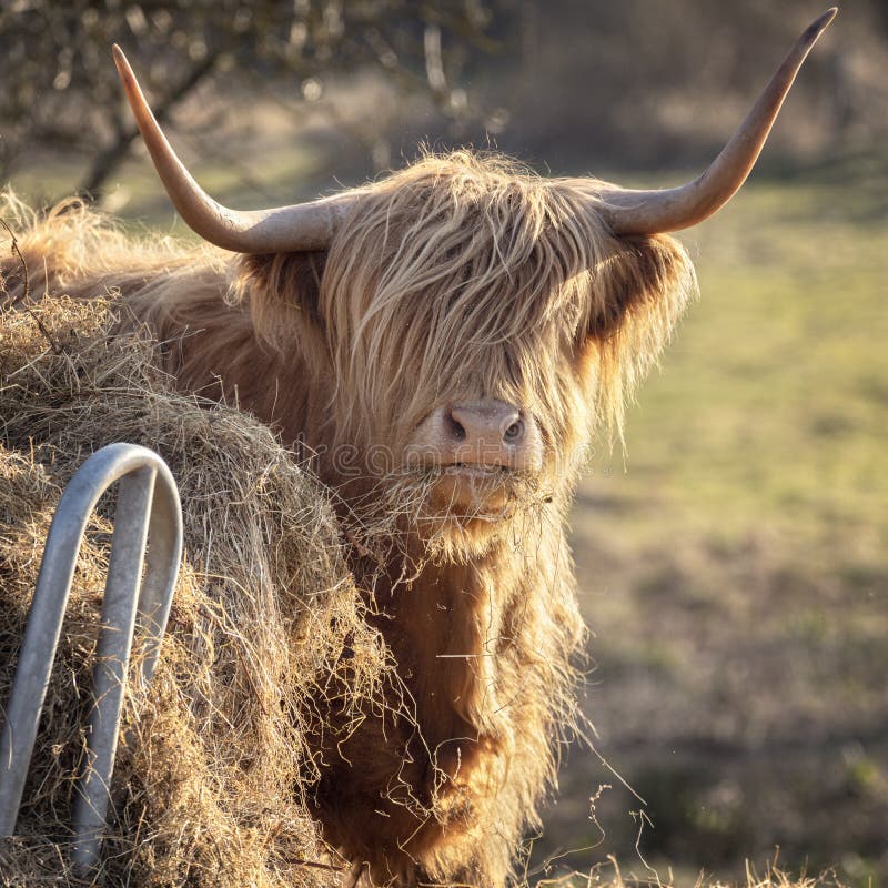 σκοτσέζικη αγελάδα highland στο νησί skye scotland